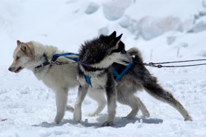 
One to three dogs are ideal for skijoring.
